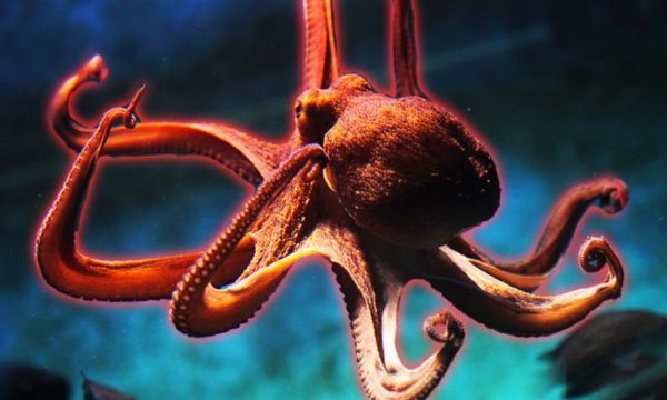 Taming the Octopus Tentacles! [podcast] - SafeGuardYourSoul