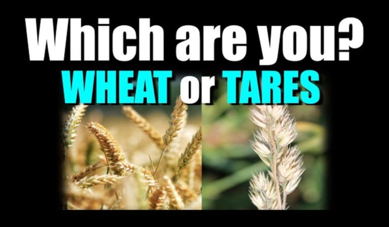 wheat tares11