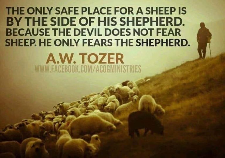 aw tozer quote sheep shepherd