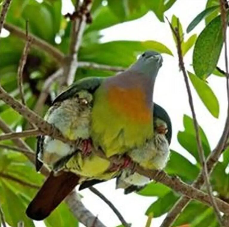 peace protection