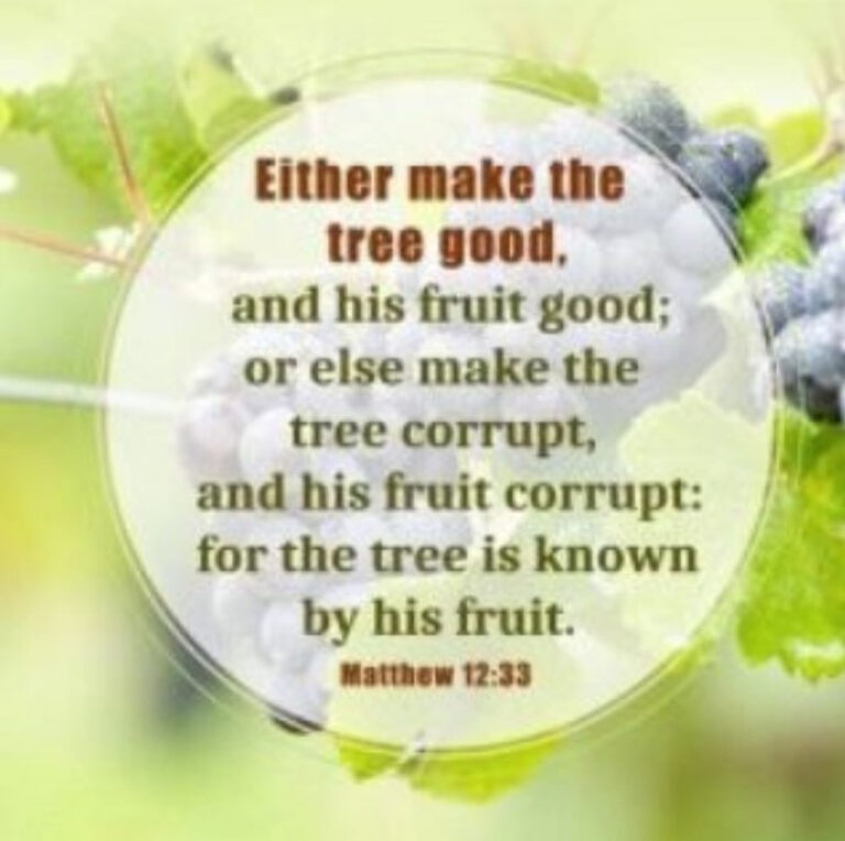 matt 12-33 root fruit1