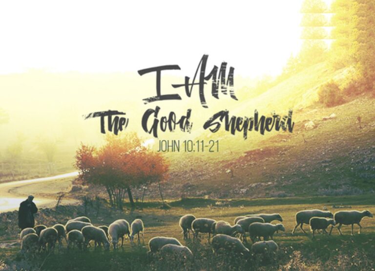 i am the good shepherd jn 10 sheep