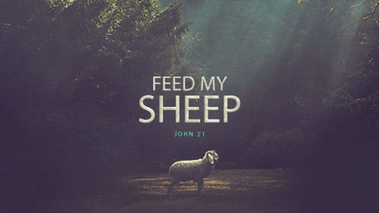 feed my sheep jn 21-15-17